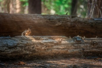 Yosemite National Park, USA - The squirrel